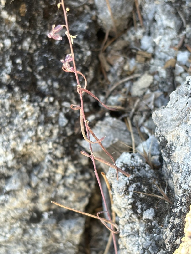 Tehipite Valley Jewelflower photo 7