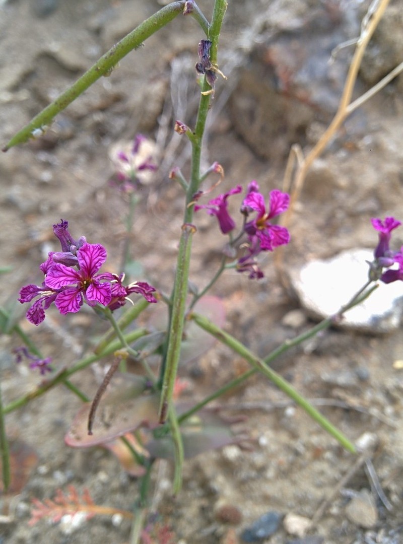 Tehipite Valley Jewelflower photo 8