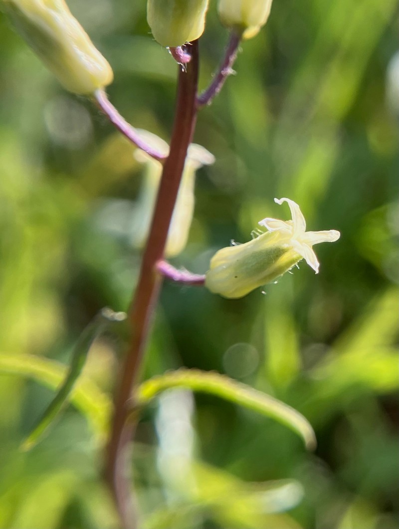 Yellow Mustard