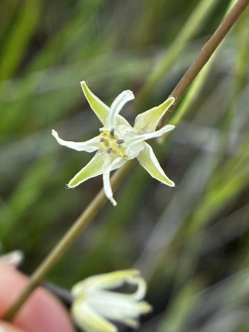 Yellow Mustard photo 2