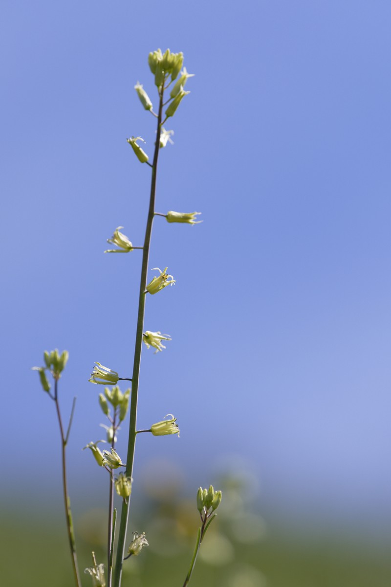 Yellow Mustard photo 3