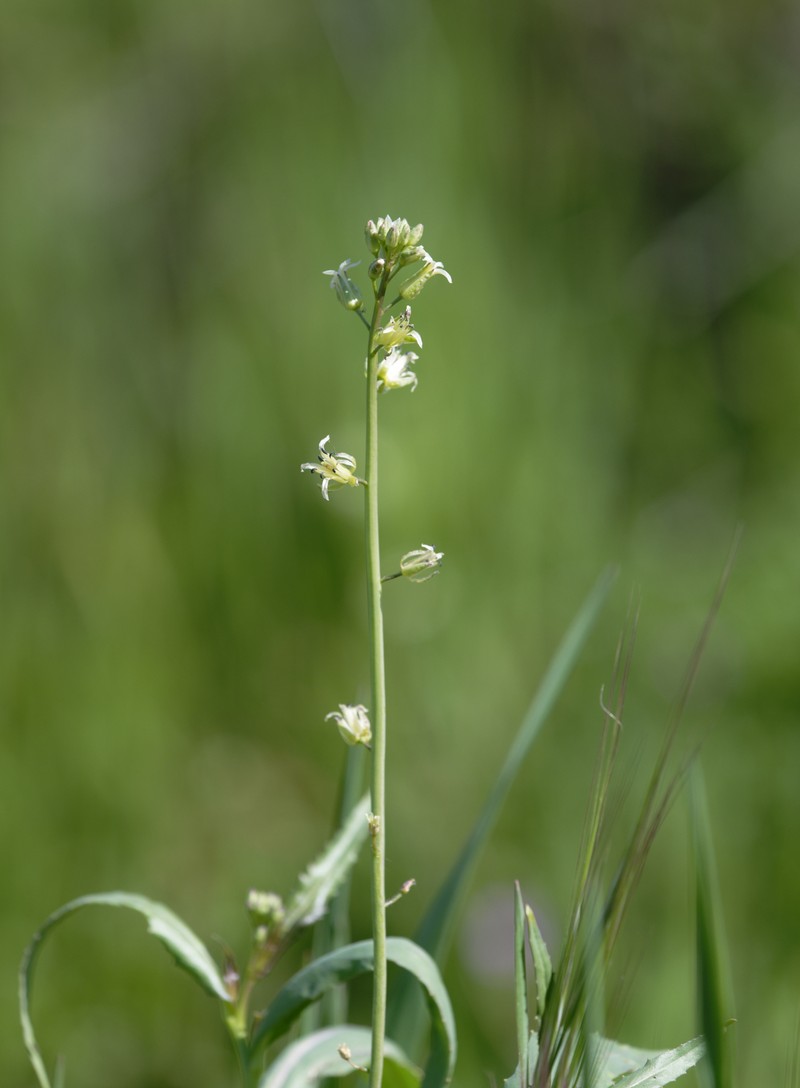 Yellow Mustard photo 5