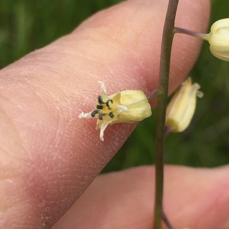 Yellow Mustard photo 6