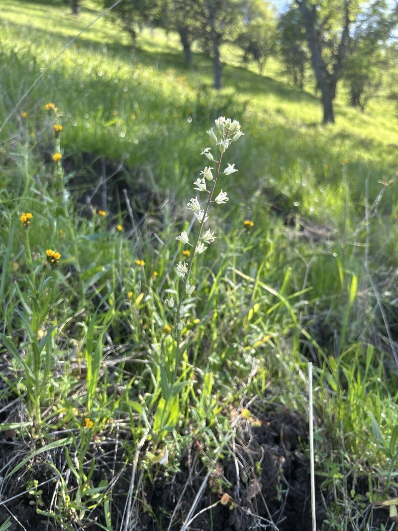 Yellow Mustard photo 7