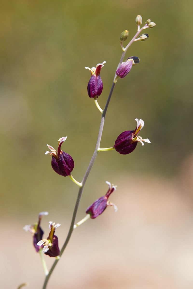 Bristly Jewelflower photo 2
