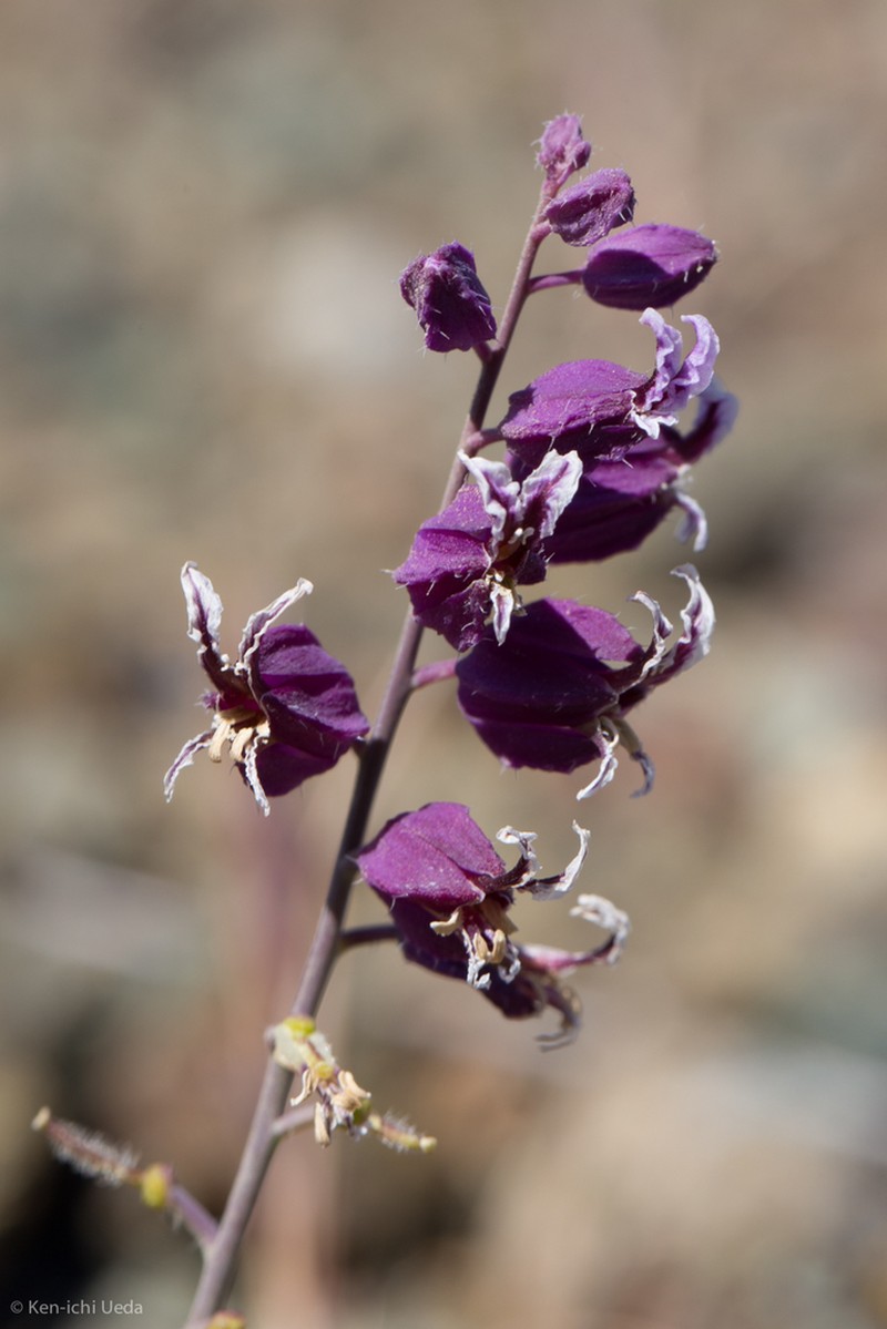 Bristly Jewelflower photo 3
