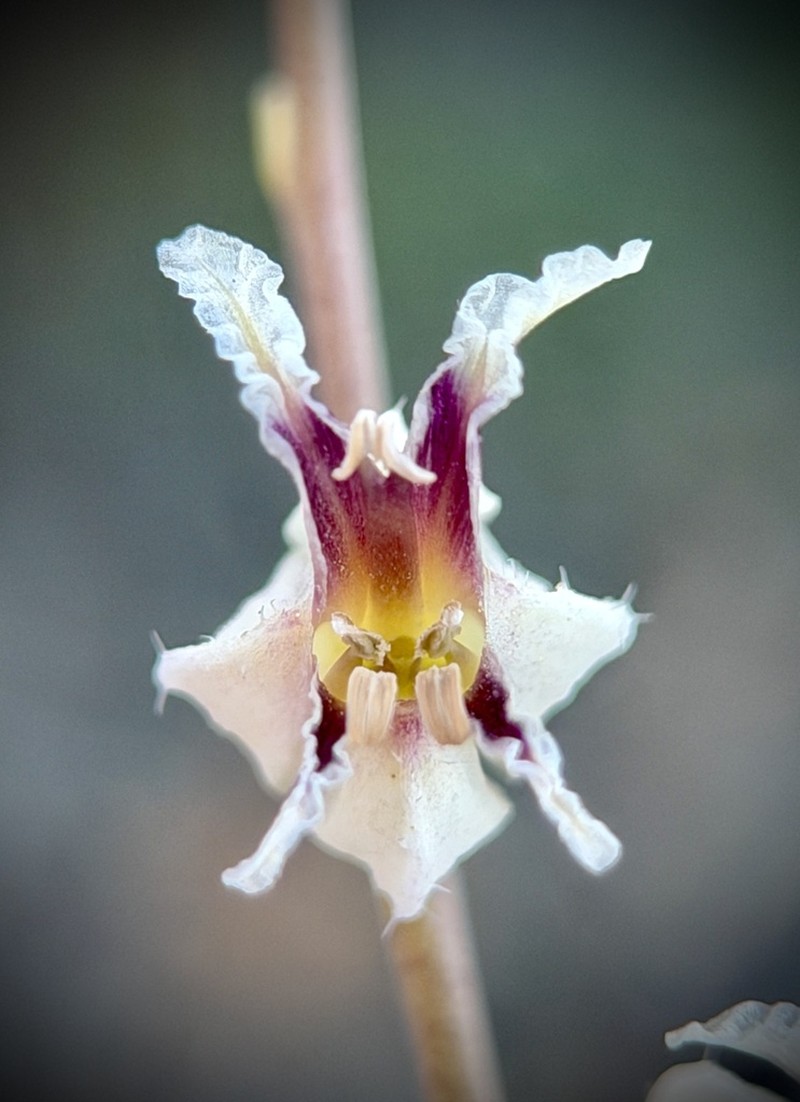 Bristly Jewelflower photo 4