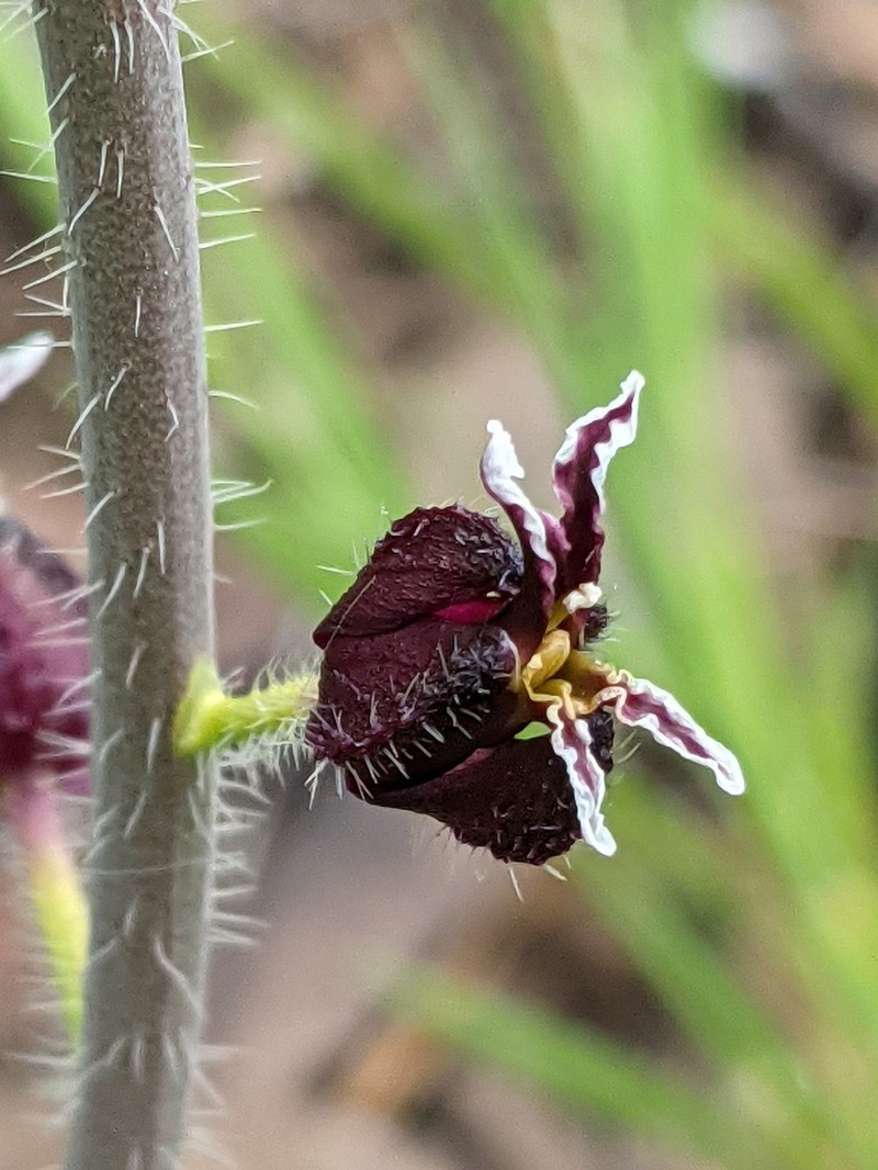 Bristly Jewelflower photo 5