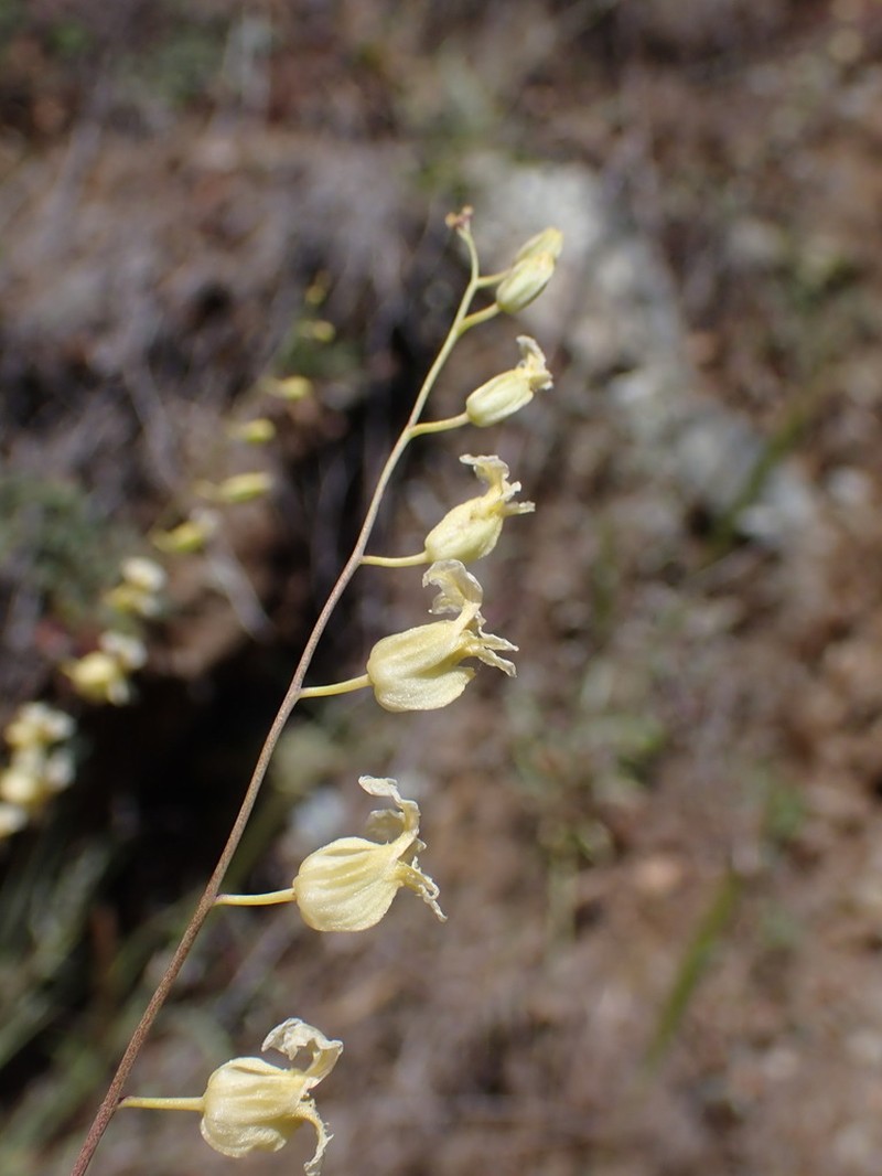 Bristly Jewelflower photo 6