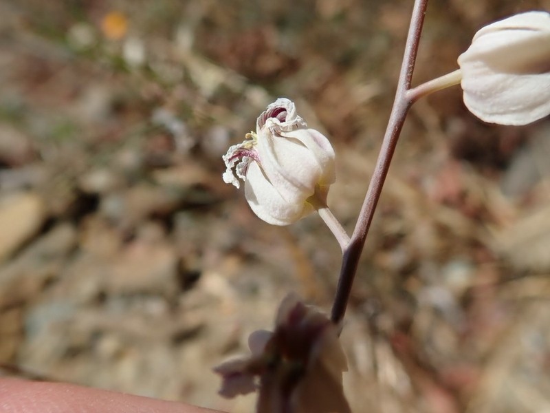 Bristly Jewelflower photo 7