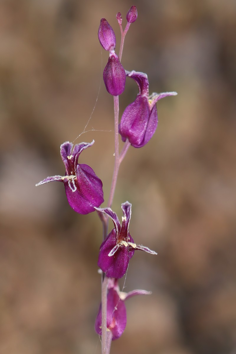 Bristly Jewelflower