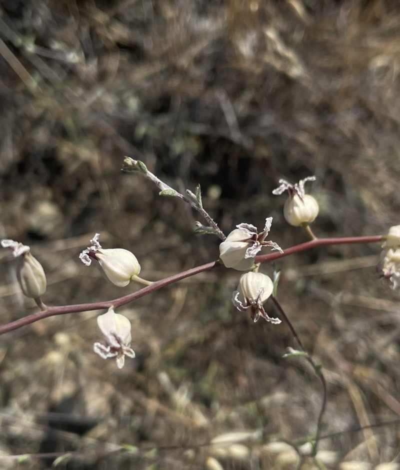 Metcalf Canyon Jewelflower