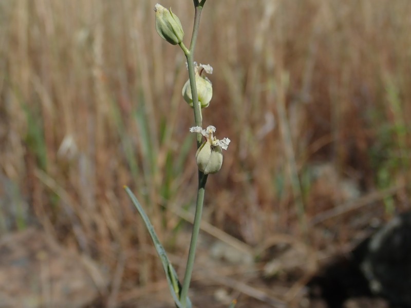 Metcalf Canyon Jewelflower photo 2