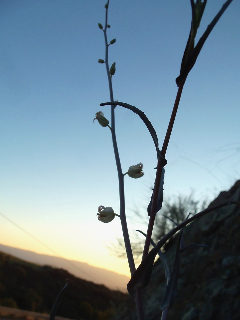 Metcalf Canyon Jewelflower photo 3