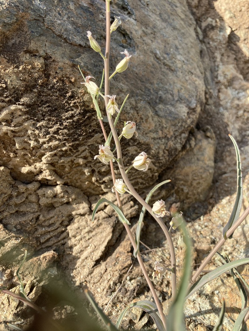 Metcalf Canyon Jewelflower photo 4