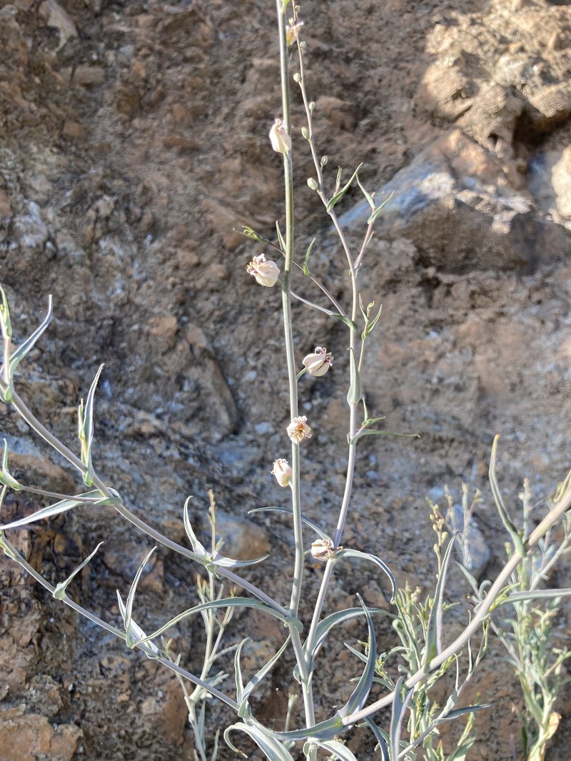 Metcalf Canyon Jewelflower photo 5