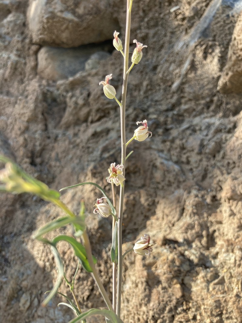 Metcalf Canyon Jewelflower photo 6