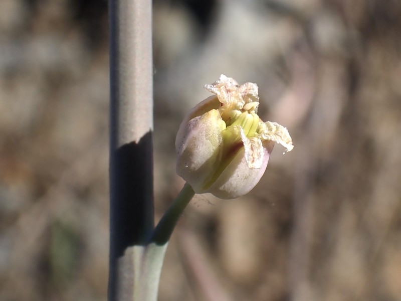 Metcalf Canyon Jewelflower photo 7