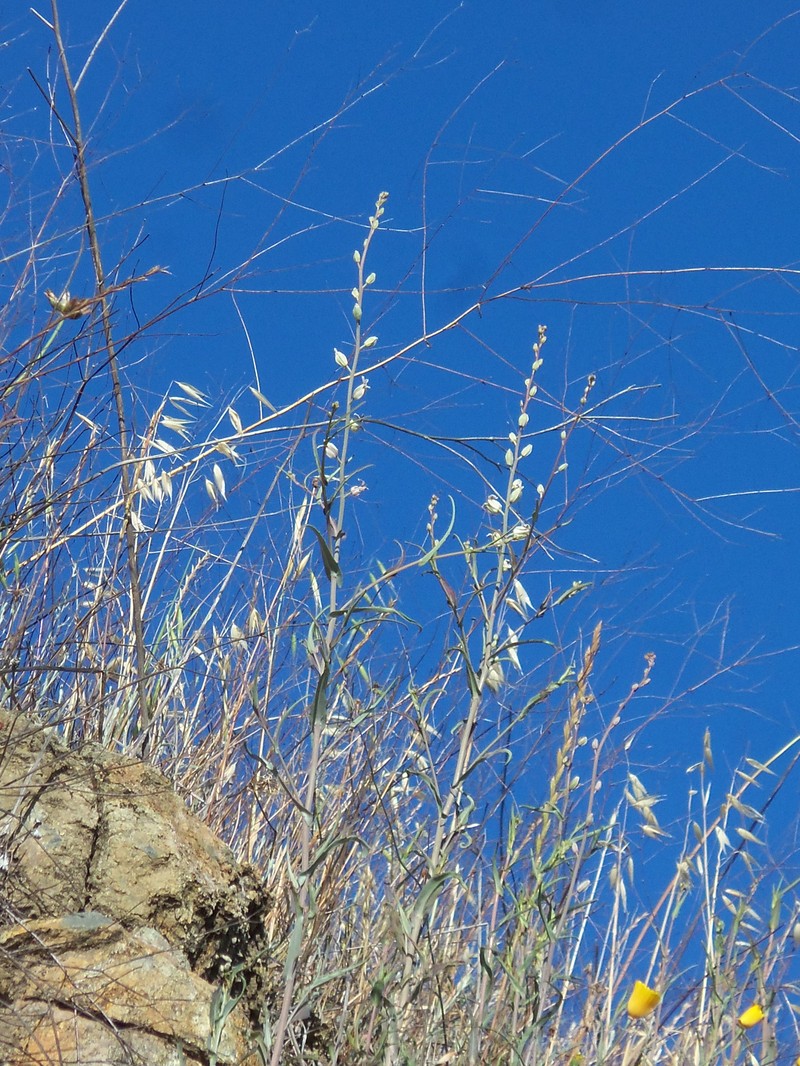 Metcalf Canyon Jewelflower photo 8