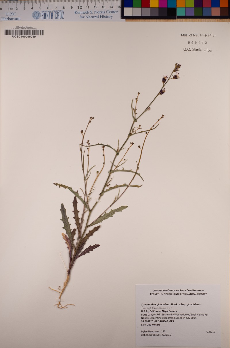 Streptanthus glandulosus subsp. arkii