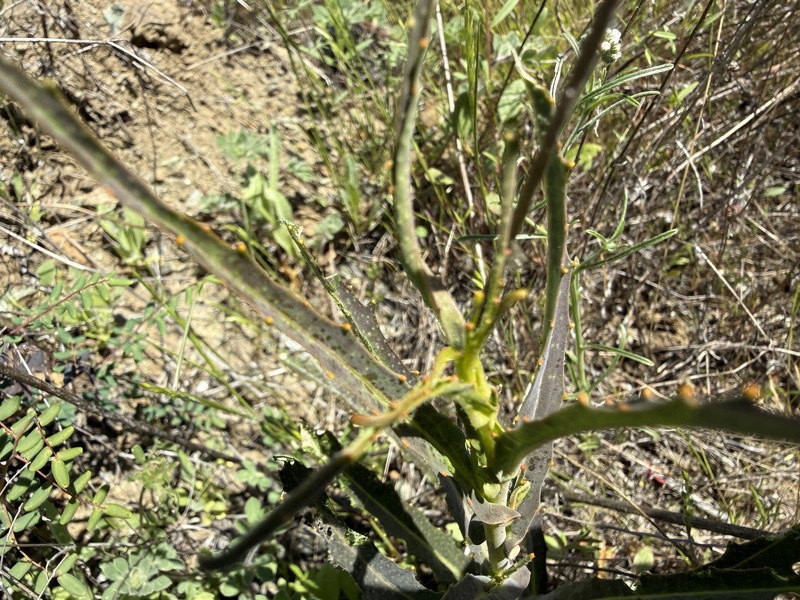 Streptanthus glandulosus subsp. glandulosus