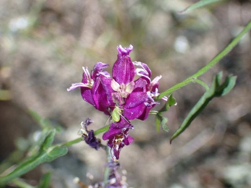 Streptanthus glandulosus subsp. glandulosus photo 2