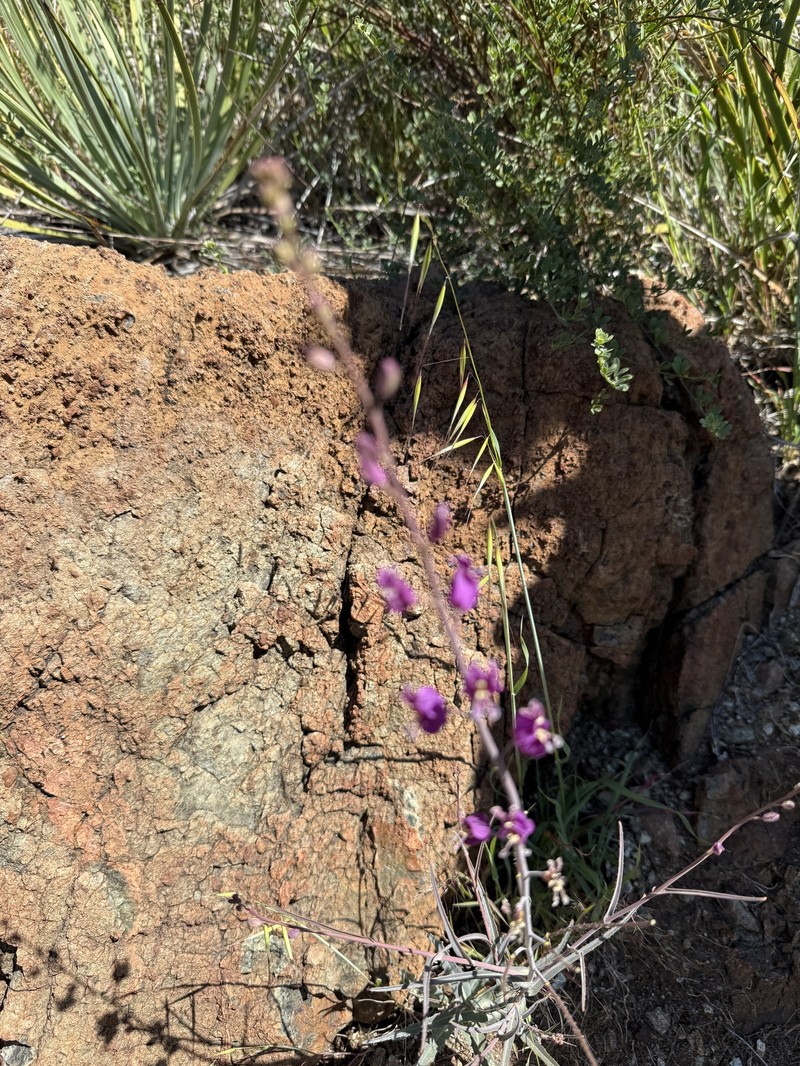 Streptanthus glandulosus subsp. glandulosus photo 3