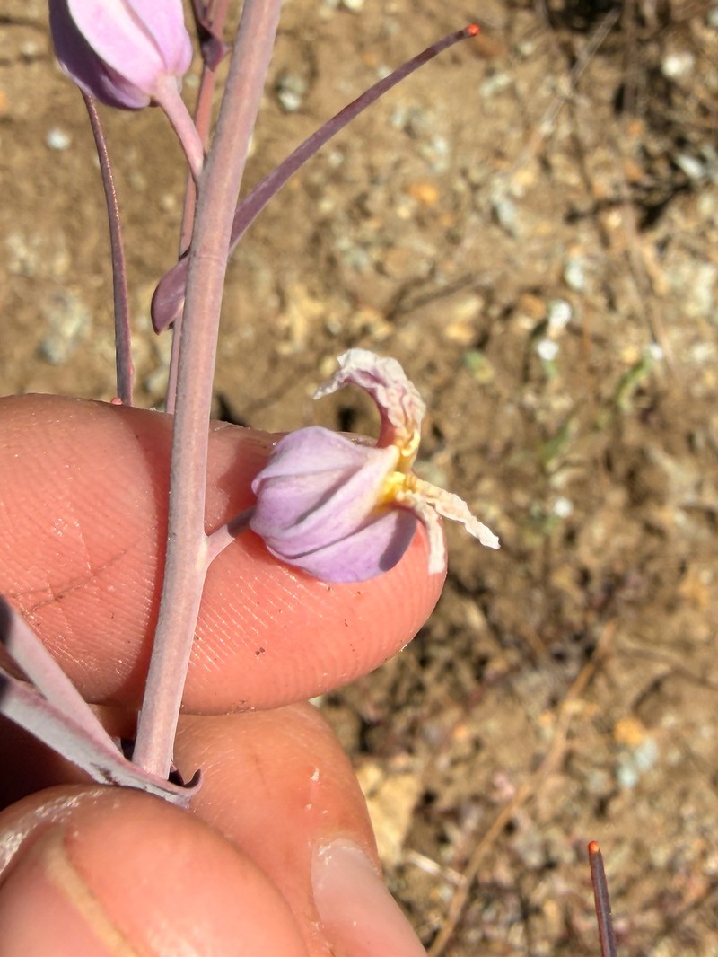 Streptanthus glandulosus subsp. glandulosus photo 4