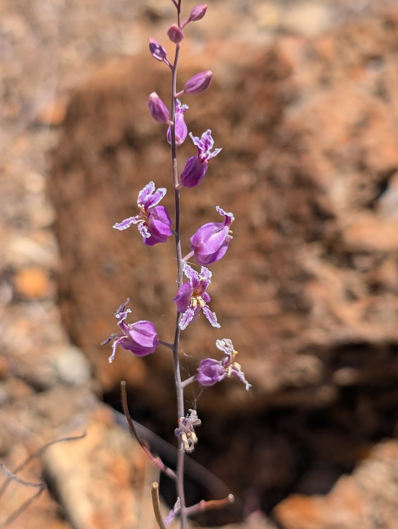 Streptanthus glandulosus subsp. glandulosus photo 5