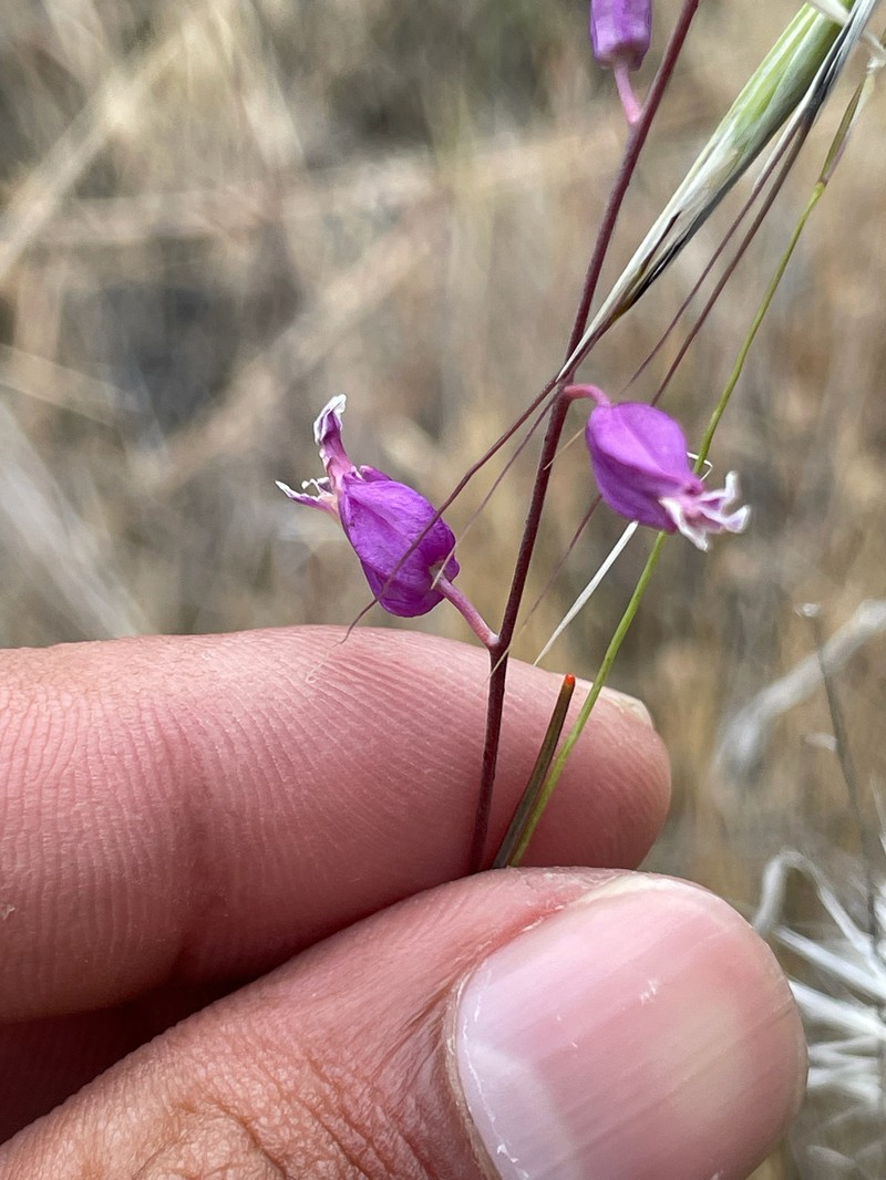Streptanthus glandulosus subsp. glandulosus photo 7