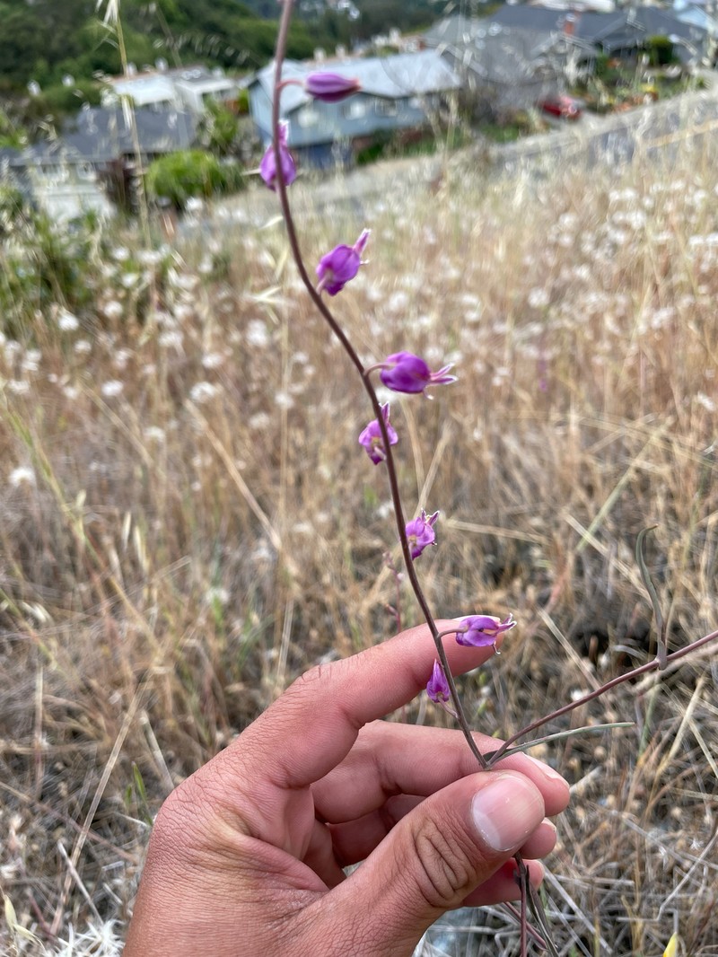 Streptanthus glandulosus subsp. glandulosus photo 8