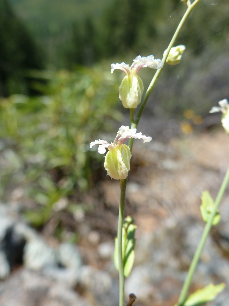 Streptanthus glandulosus subsp. josephinensis