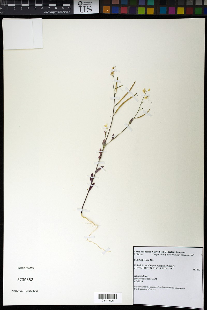 Streptanthus glandulosus subsp. josephinensis photo 2