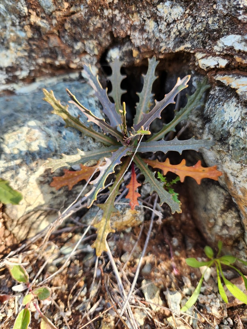 Tiburon Jewelflower