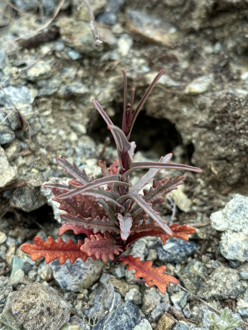 Tiburon Jewelflower photo 2