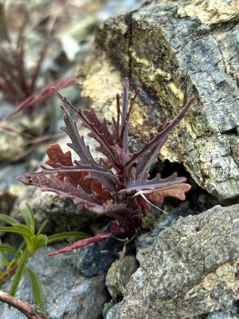 Tiburon Jewelflower photo 3