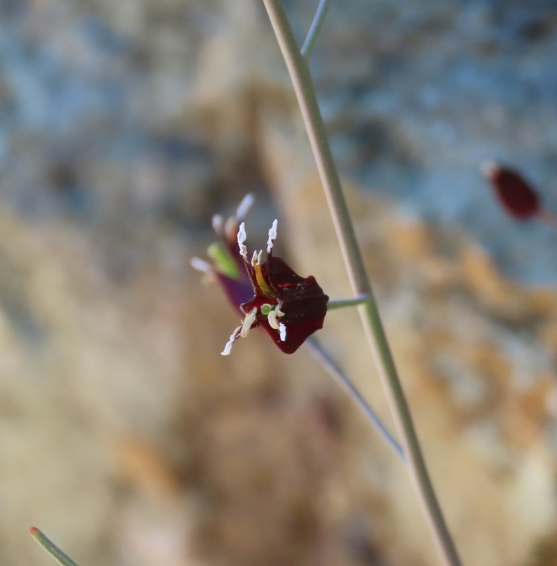 Tiburon Jewelflower photo 4