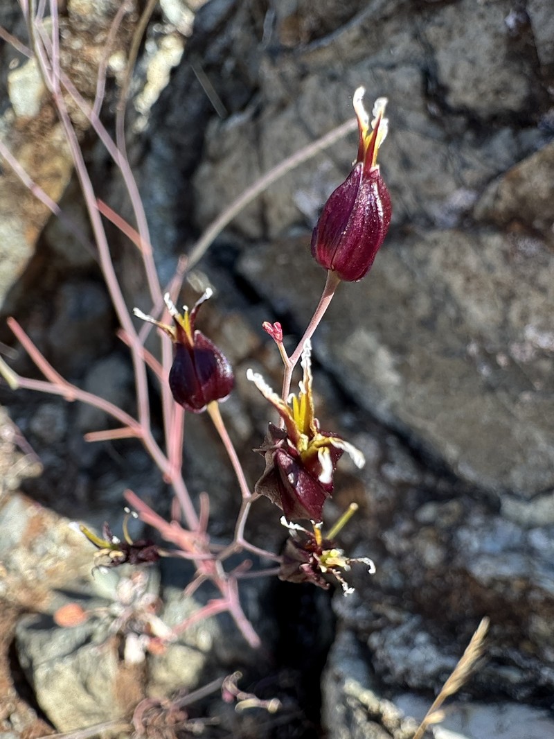 Tiburon Jewelflower photo 5