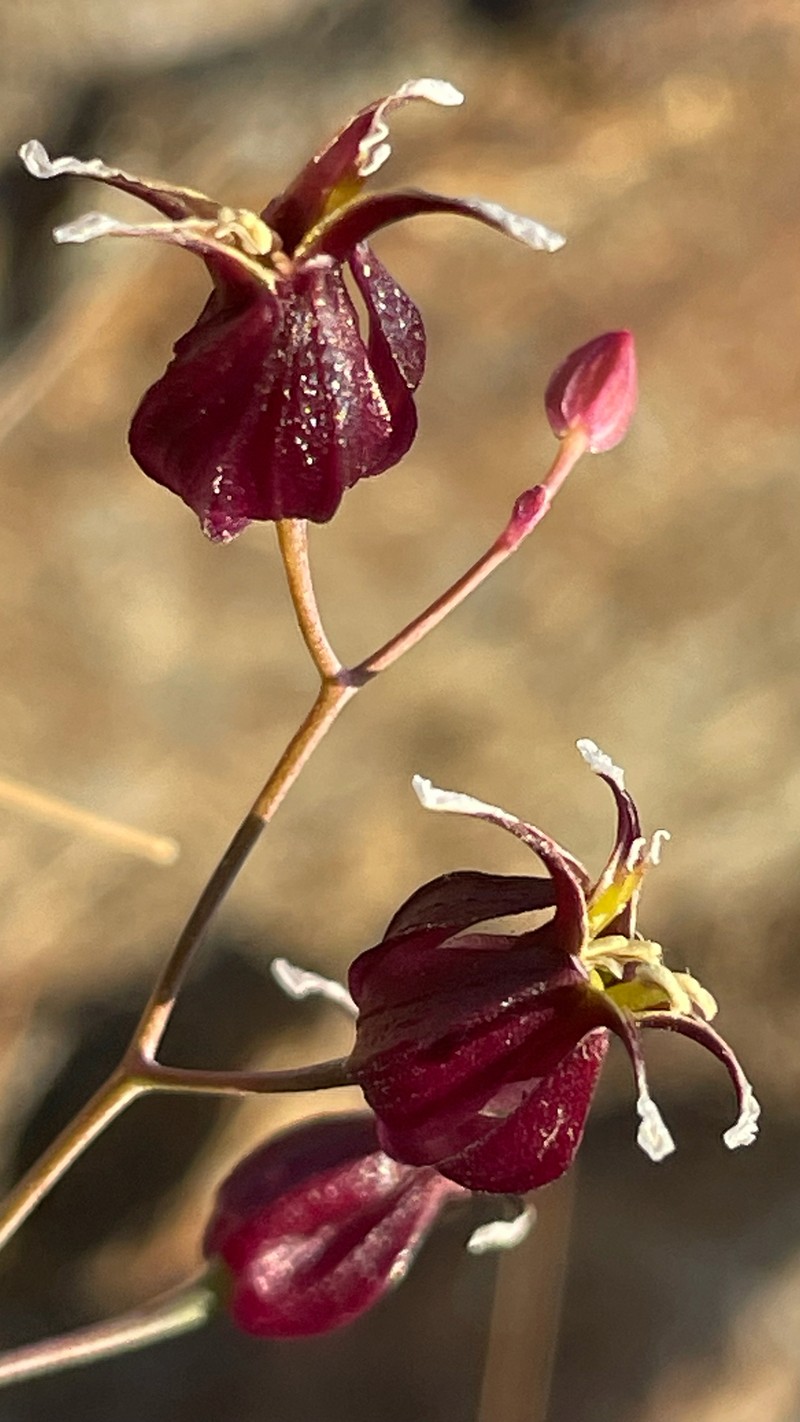 Tiburon Jewelflower photo 6