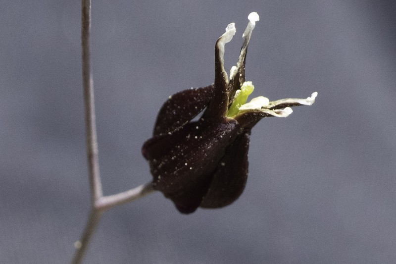 Tiburon Jewelflower photo 7