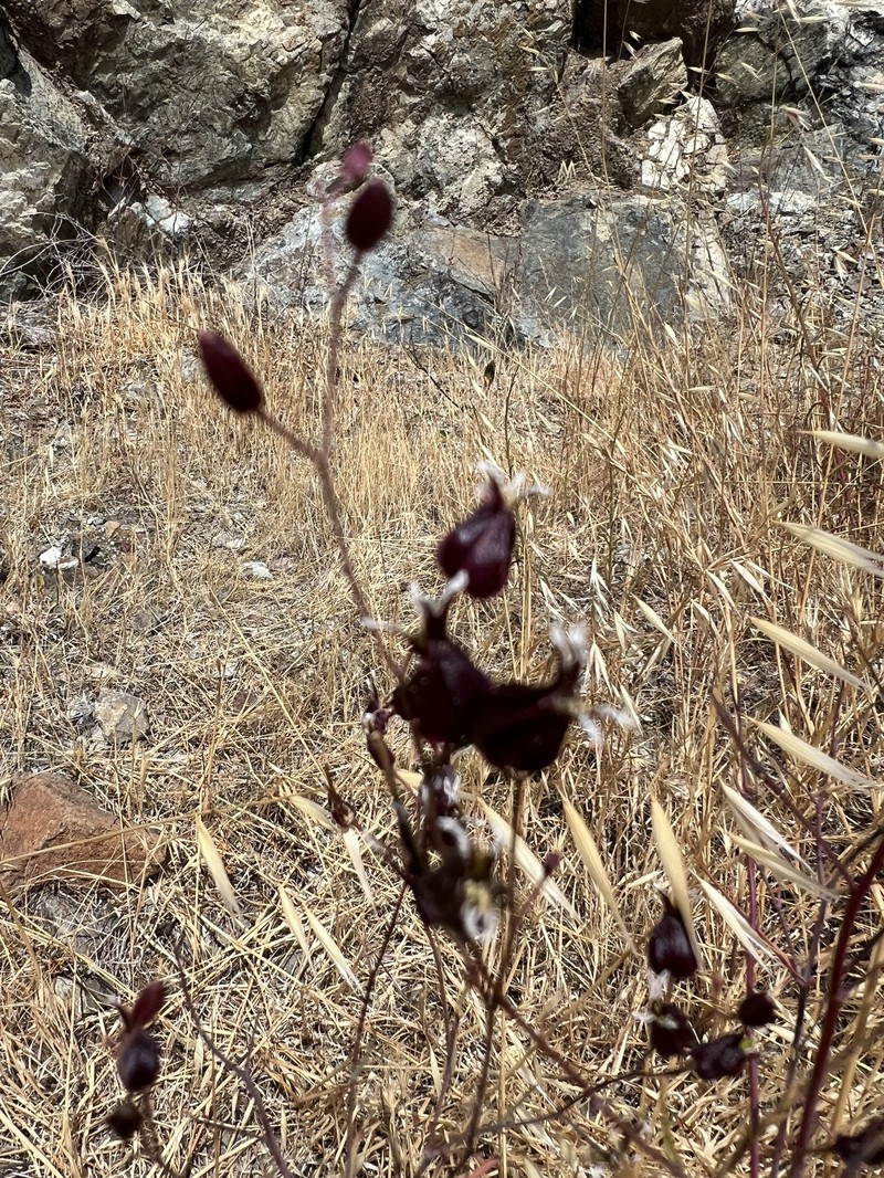 Tiburon Jewelflower photo 8