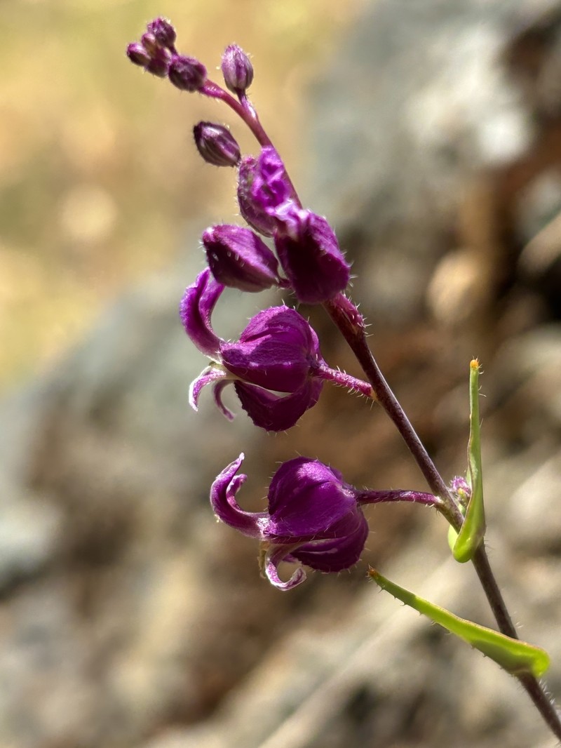 Streptanthus glandulosus subsp. pulchellus