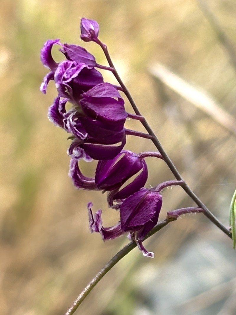 Streptanthus glandulosus subsp. pulchellus photo 2