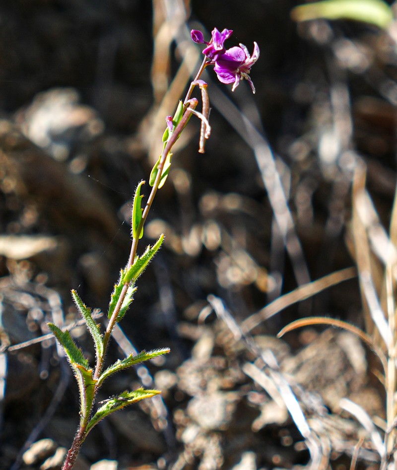 Streptanthus glandulosus subsp. pulchellus photo 3