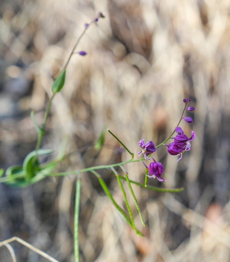 Streptanthus glandulosus subsp. pulchellus photo 4