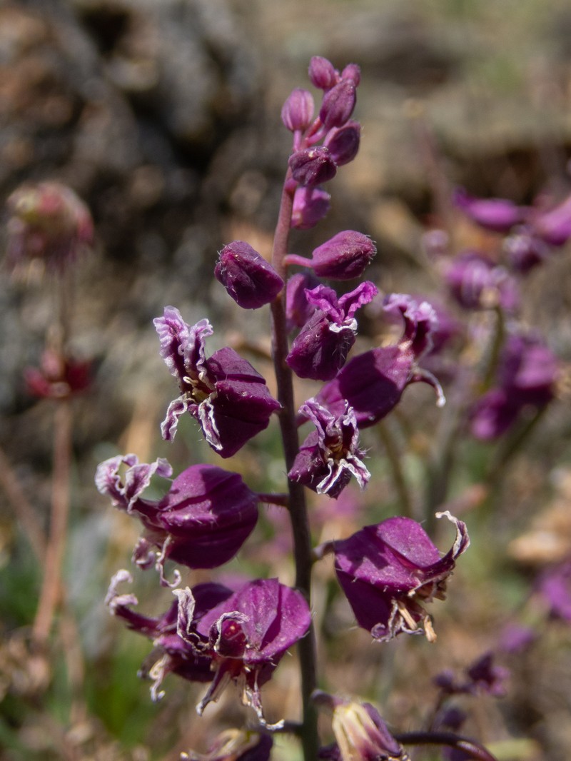 Streptanthus glandulosus subsp. pulchellus photo 5