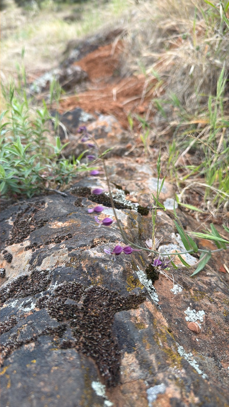 Streptanthus glandulosus subsp. pulchellus photo 6