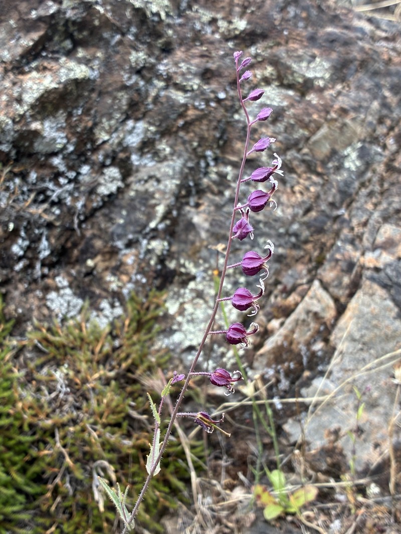 Streptanthus glandulosus subsp. pulchellus photo 7
