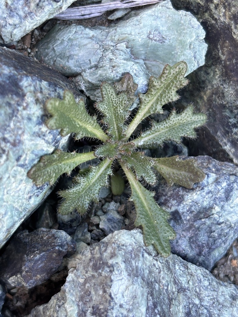Streptanthus glandulosus subsp. pulchellus photo 8
