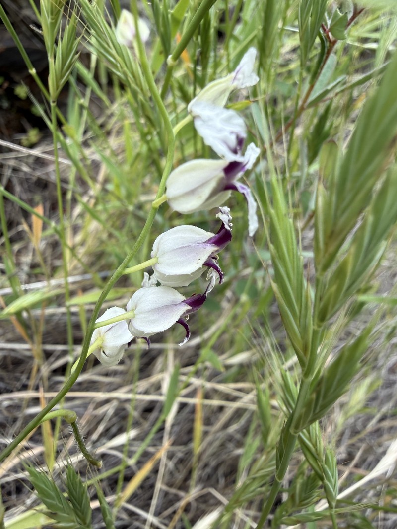 Streptanthus glandulosus subsp. secundus